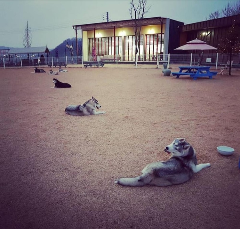 랩도그빌애견캠핑장 시설 사진 26