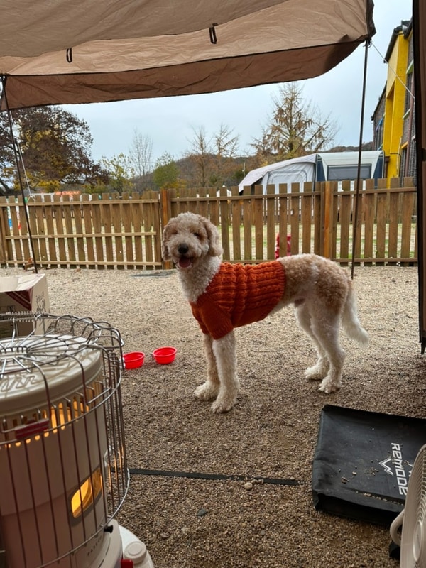 [예산]피플앤독느티캠핑장️(대형견동반, 개별울타리) 241116