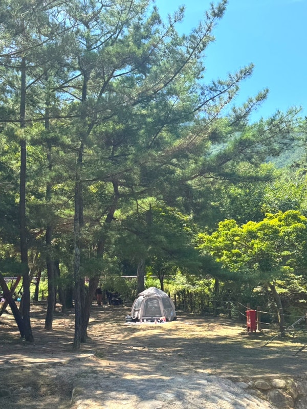 아이들과 함께하기 좋은 구미 금오산 야영장 | 무료 캠핑 체험기