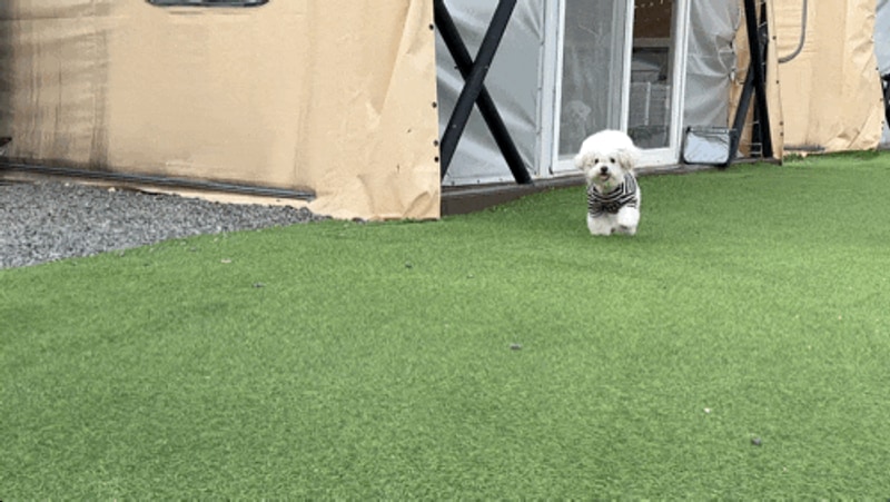 청도 애견글램핑으로 신난다애견글램핑에서 신나게놀기