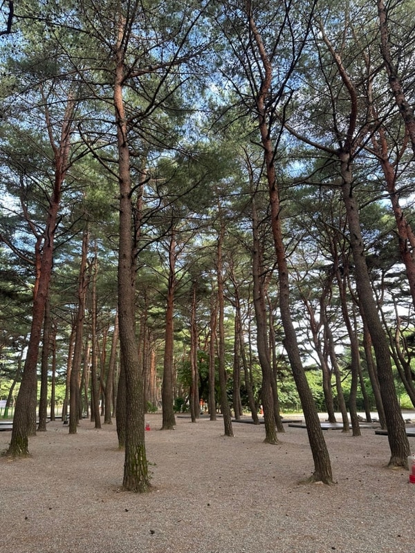 솔향 가득한 양양 솔바다 캠핑장 (with. 히로)