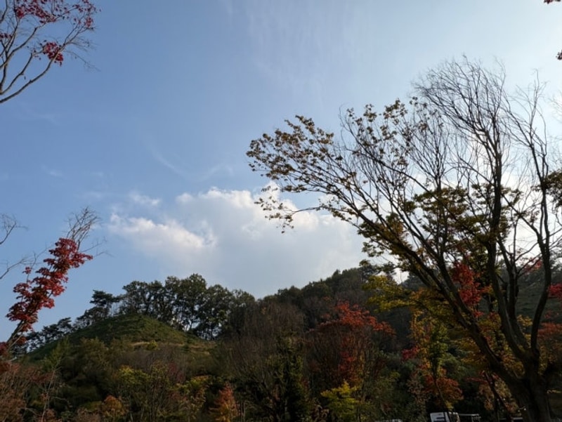 충주 코코 캠핑 애견동반캠핑장 솔직 후기