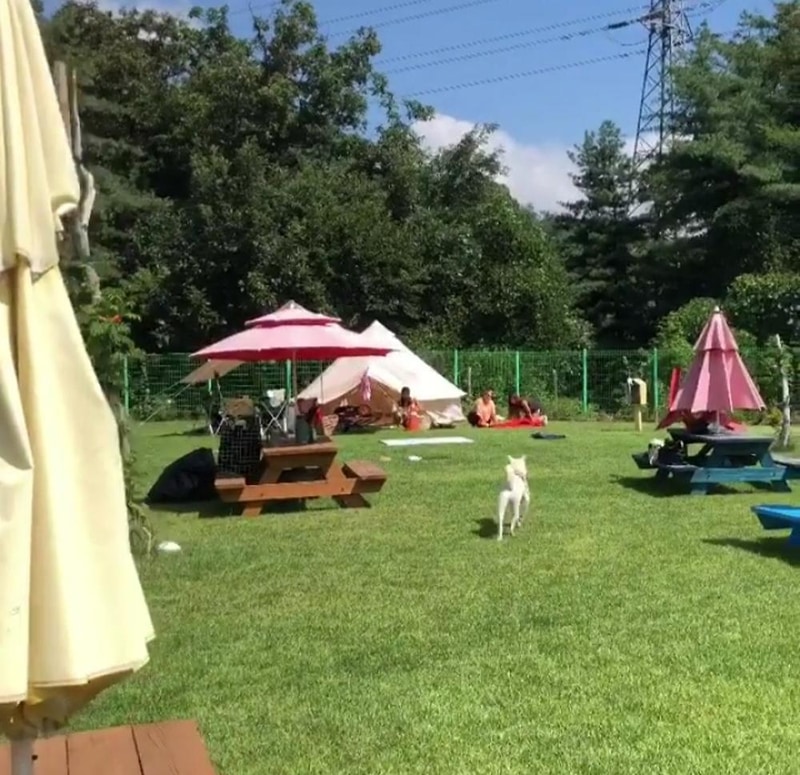 랩도그빌애견캠핑장 시설 사진 21