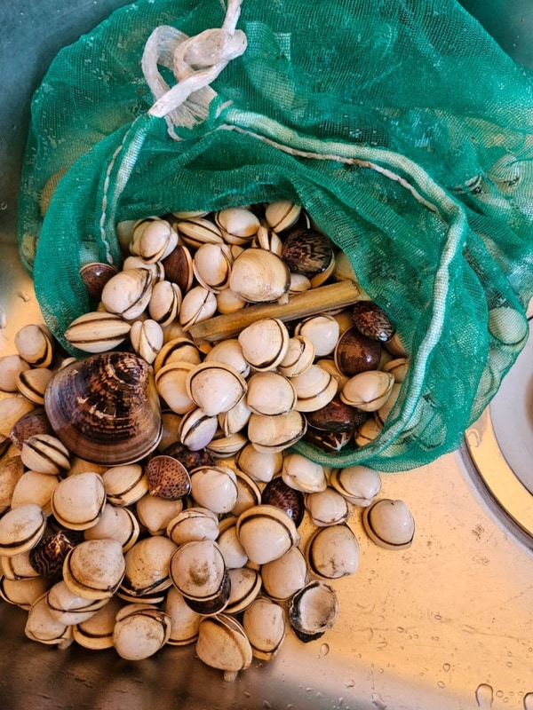 태안 5월 몽산포 조개잡이체험 썰 태안 가든글램핑 캠핑장 1박...