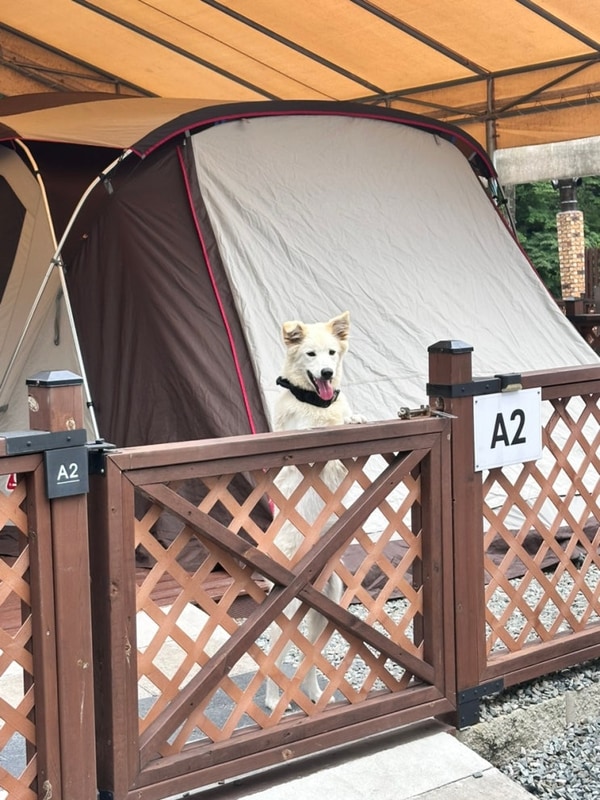 홍천 그자리야영장 ㅣ 애견전용 캠핑장 대형견 캠핑장