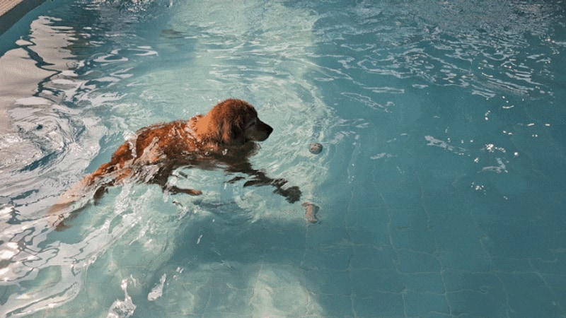 대형견 수영장 우프캠프 화성 애견운동장 깨끗한 강아지수영장