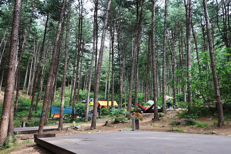 호명산잣나무숲속캠핑장 시설 사진 12