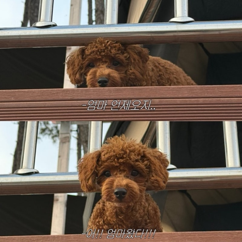 추석캠핑 블로그(구봉산 숲속 야영장 후기)