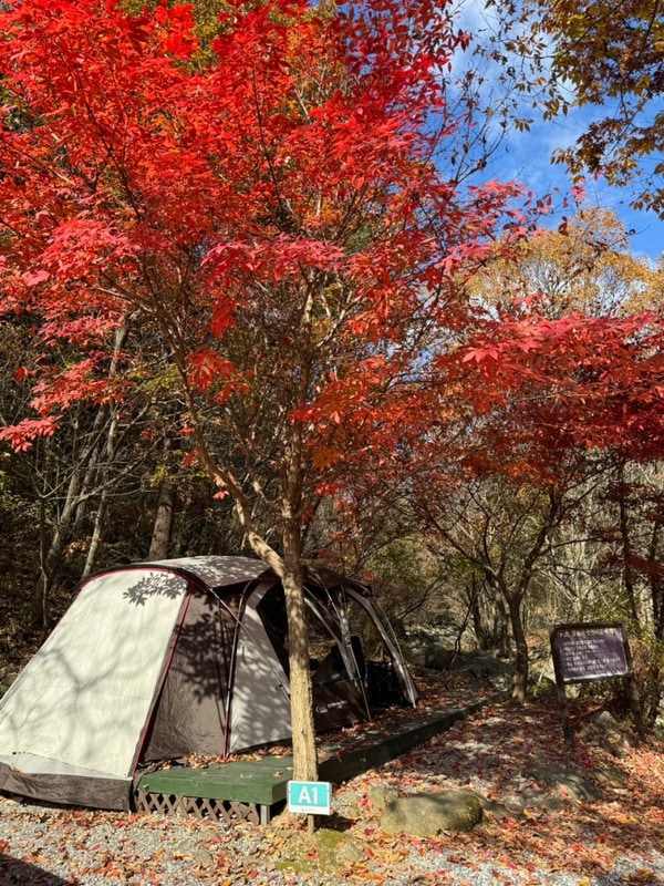 [캠핑] 충북 제천 덕동골 오토캠핑장 2박 3일 가을 캠핑기
