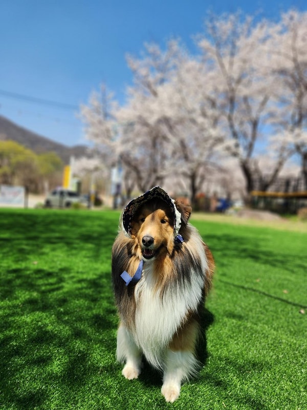 펫밀리애견파크타운 시설 사진 1