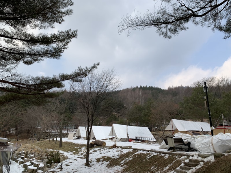 [평창] 강원도 평창 리트리버와... 캠핑장 '삼남매와 뭉치네'