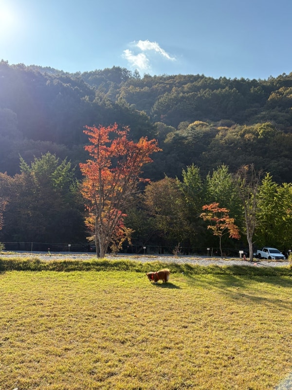 리버뷰에 강아지놀이터까지!  강아지동반 제천 라라랜드 캠핑장