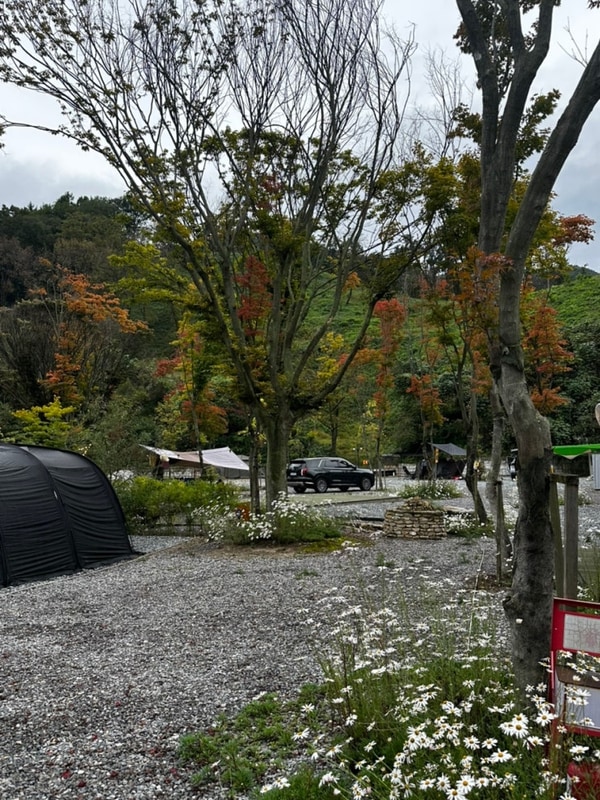 충주 캠핑장 코코캠핑 사이트 파쇄석 10.3-10.5 가을 만끽