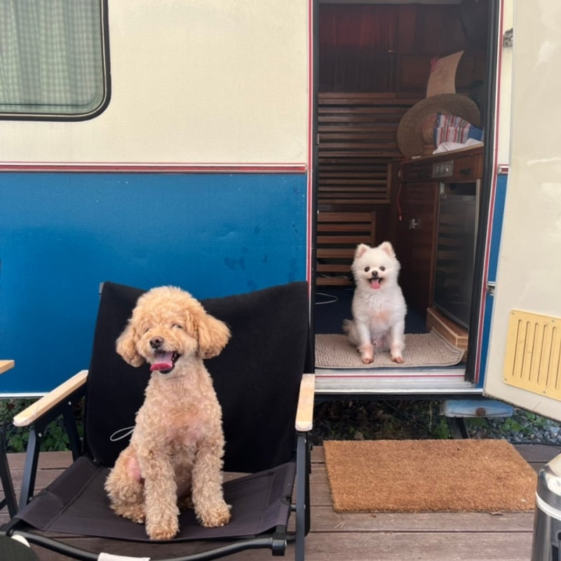 청도 나들이, 애견동반 가능한 빈티지카라반 에이스캠프