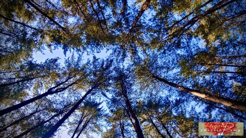 경기도 캠핑 추천, 가평 호명산 잣나무숲속 캠핑장 백패킹...