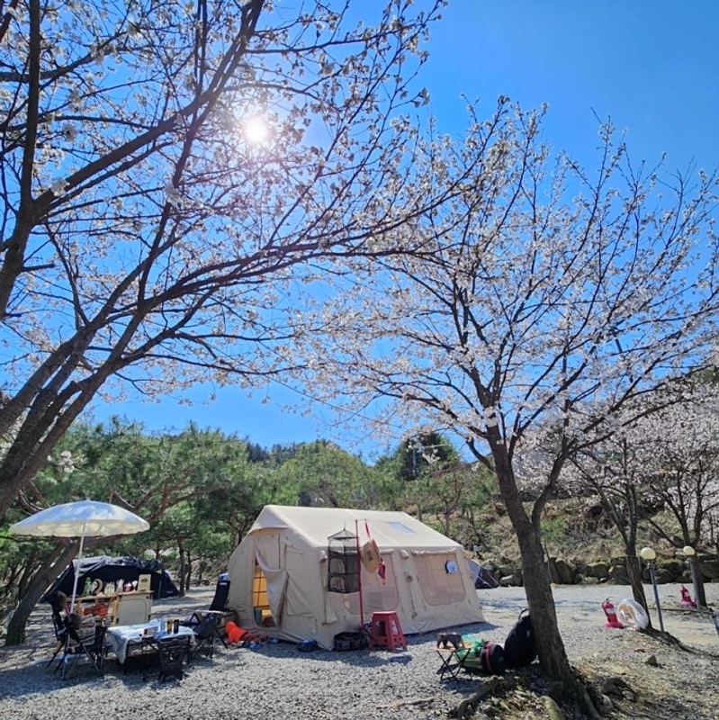 계곡이 있는 벚꽃뷰 2박 3일... 여행 가평 설악 하늘 계곡 캠핑장