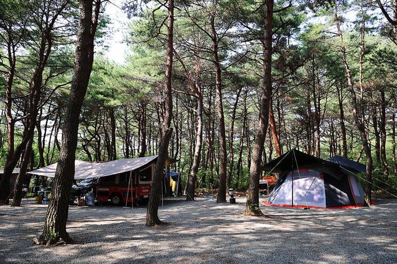 양양 솔바다 캠핑장 대표 사진