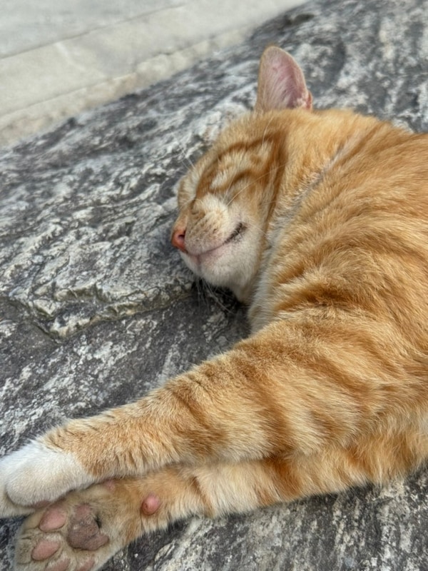 11월 마지막 가을캠핑 | 찜질방, 단풍 | 양평숲 비룡캠핑장