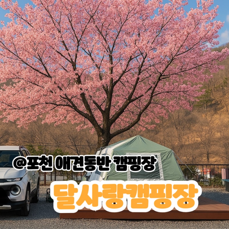 [경기도,포천] 벚꽃캠핑 성지 포천아트벨리 달사랑캠핑장