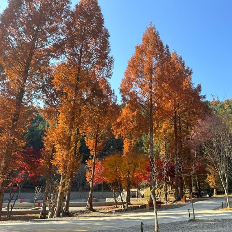 캠프네버랜드 가평 신생캠핑장 사이트소개 솔직후기