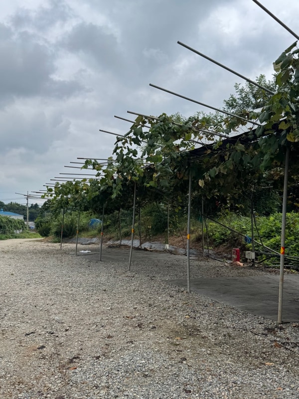 [가을 캠핑/안성] 포도길 캠핑장 (애견 동반 가능 캠핑장)