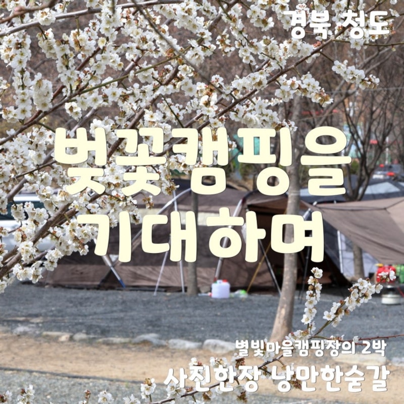 경북 청도 벚꽃캠핑을 기대하며. 운문사 인근 캠핑장 별빛마을...
