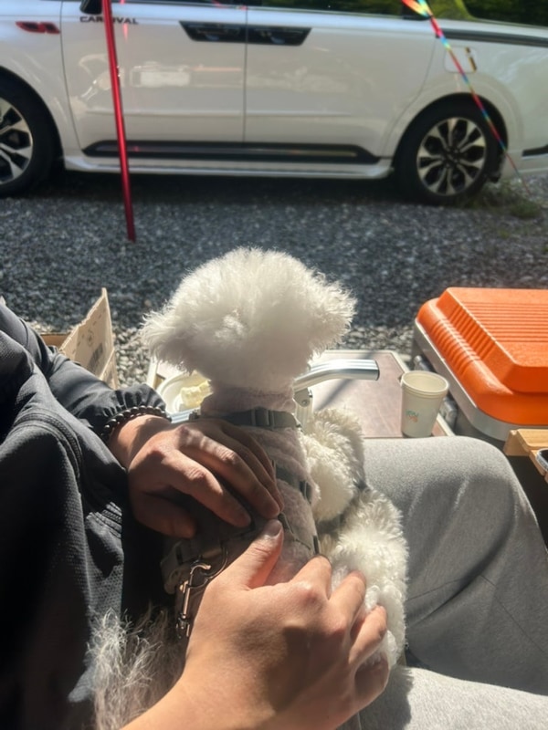 [가자우리집]충북 괴산 계곡 옆 애견동반 캠핑장 애견존 D6 후기