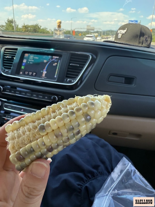 [25. 07. 26 ~ 25. 07. 28] 강원도 인제 싸리목캠핑장