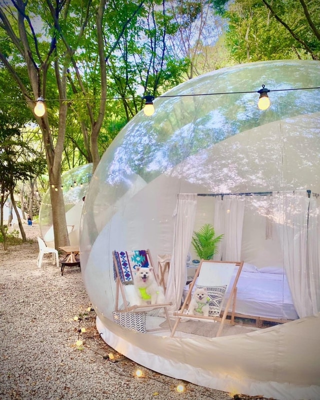 [전북•임실] 애견동반 저스트글램핑 (버블텐트, 버블호텔)