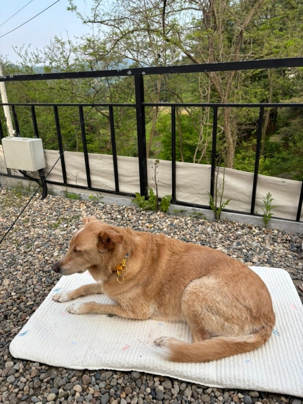 [가평 나아정캠핑장] 대형견동반 ㅣ여름 솔캠