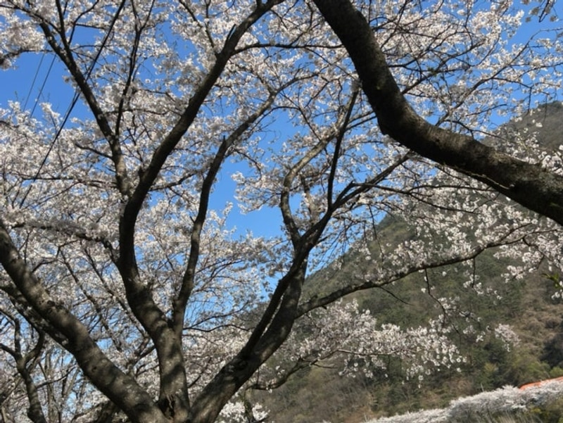 구례 섬지 캠핑장_벚꽃존1