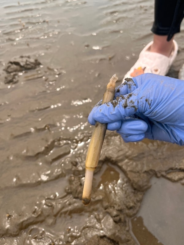 태안캠핑장 몽산포오션캠핑장 선착순 예약 팁 맛조개체험