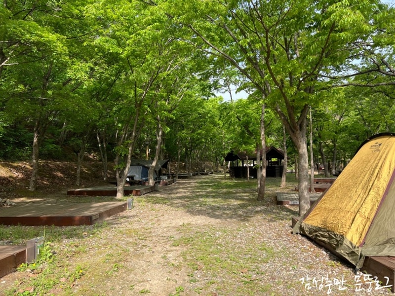 울진 구수곡자연휴양림 계곡이 있는 숲속 캠핑