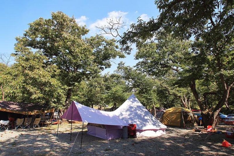 초평밤나무 대표 사진