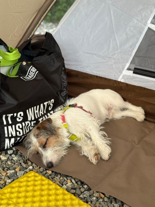 [횡성]자작자작캠핑장 울타리 O 애견동반 캠핑 반려견 캠핑장