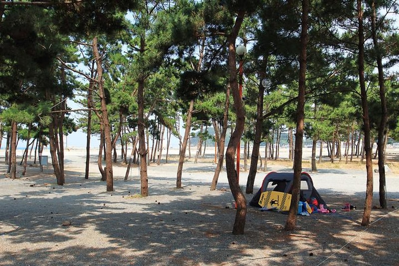 어은돌송림캠핑장 대표 사진