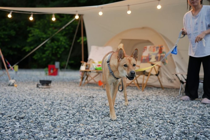 고릴라캠핑 in 속리산 시설 사진 11