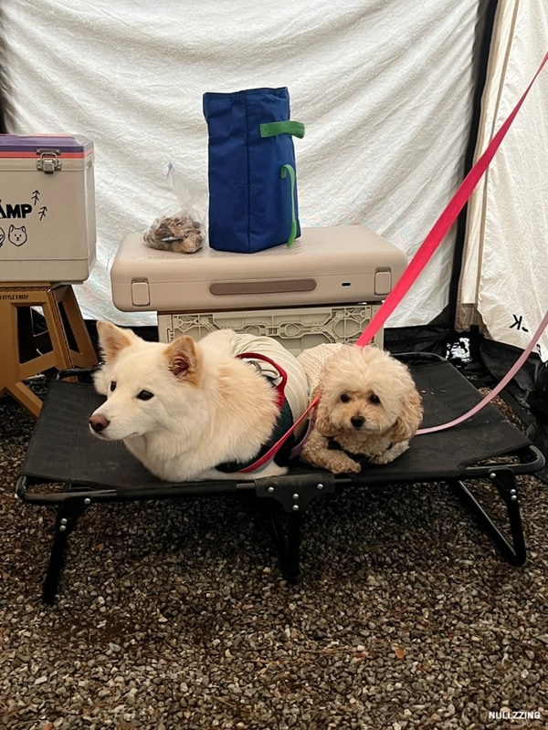 추석 애견동반캠핑 [양양캠핑장]_좋기도 했고 또 아쉬웠던 점...
