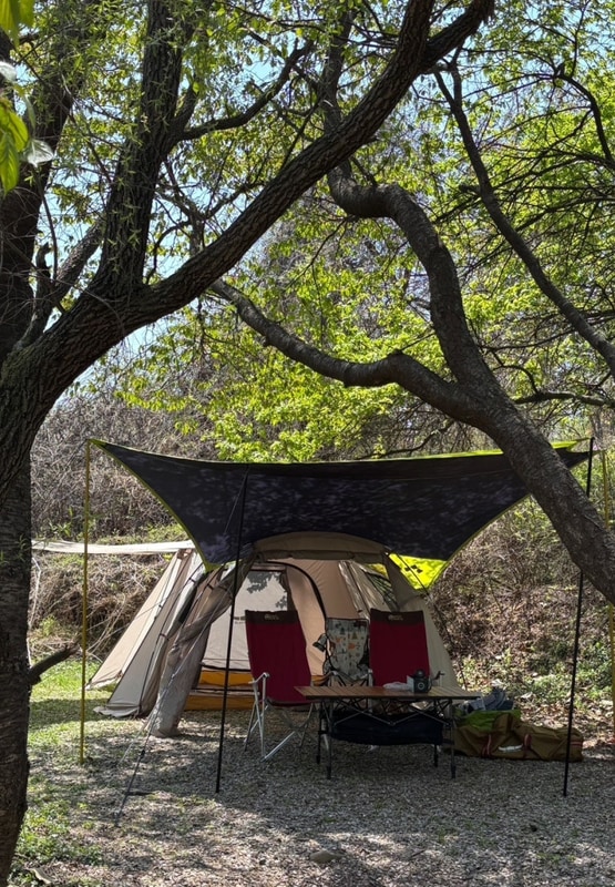 [연천] 선착순 이용! 넓은... 수목원이 있는, 평화강변 수목캠핑장