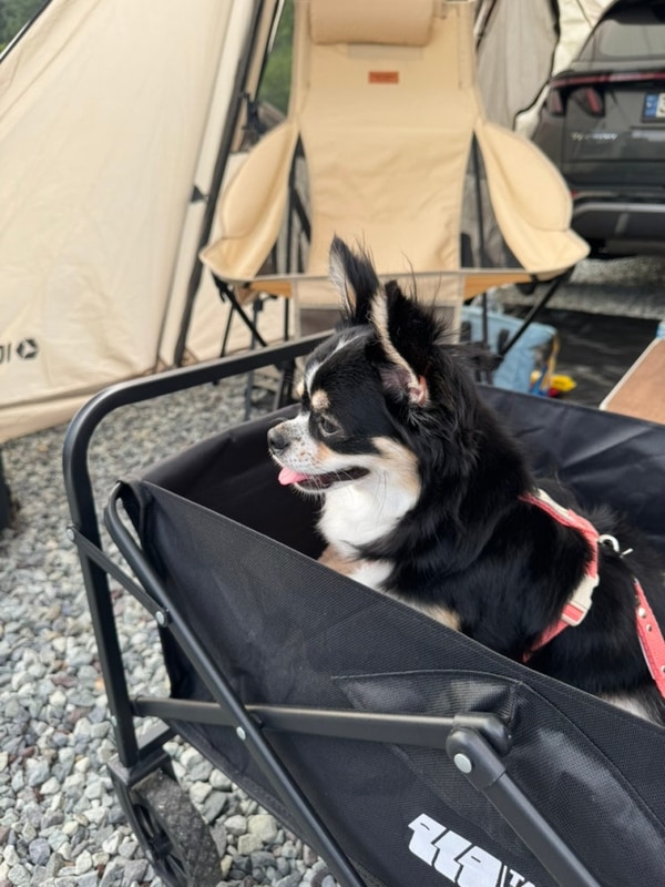 반려동물 동반 가능한 하동노량투다리오토캠핑장