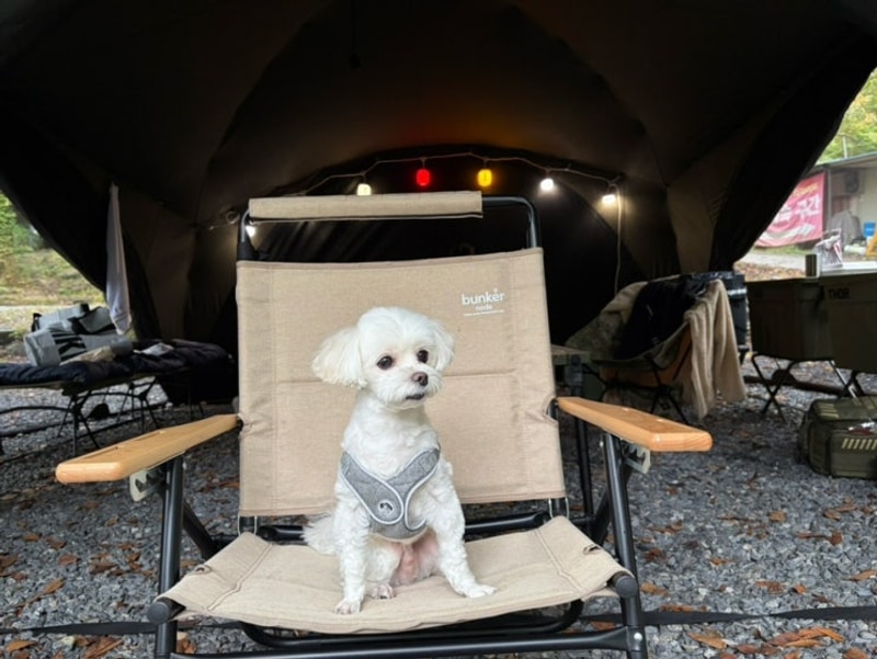 [내돈내산] 충북 제천 애견동반 드래곤 오토캠핑장 후기