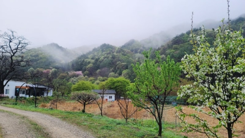 영동 물한계곡 핏들캠핑장