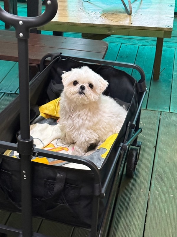 파라독스 애견펜션 돔글램핑 오토캠핑장, 강아지와 단둘이  첫...