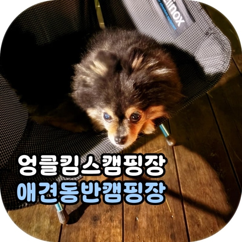 포천 엉클킴스 캠핑장 사이트 소개 애견동반 가능