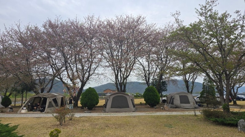 [산청 경호강 그린캠프] 벚꽃 끝물 캠핑 후기｜사이트 추천...