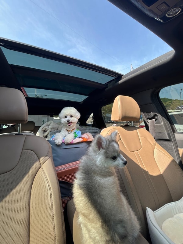 양구 애견동반 민트초코캠핑장 (with 네이처하이크 12)