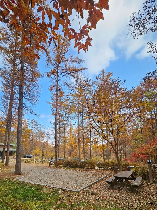 [국립화천숲속야영장] 가을에 다시 찾은 화천숲속야영장 19번...