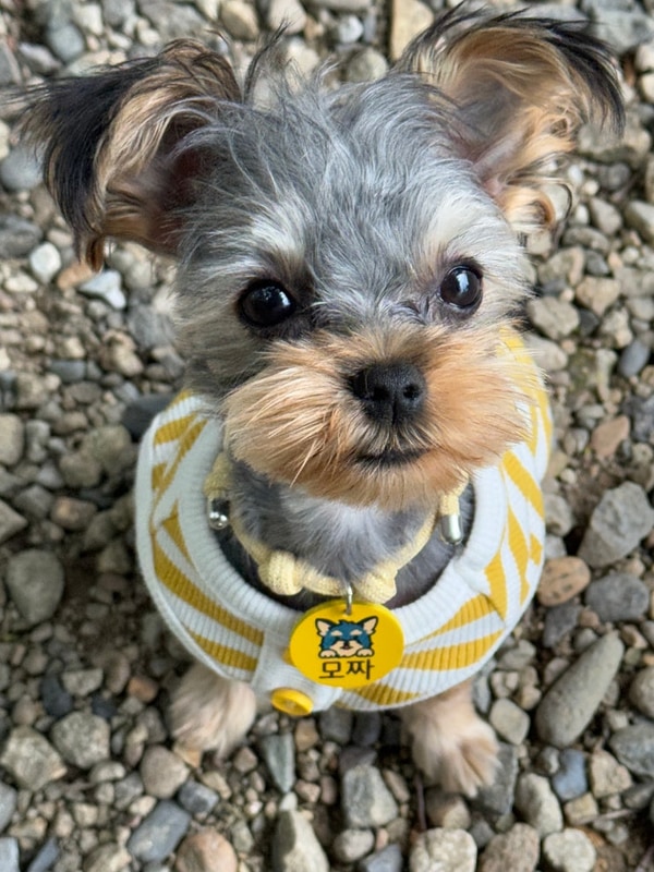 여주 애견동반가능 캠핑장 캠핑주막 히릿 사이트...