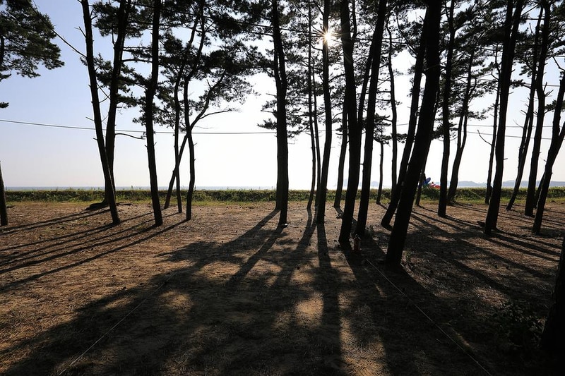 백사장사계절 숲속야영장 시설 사진 14