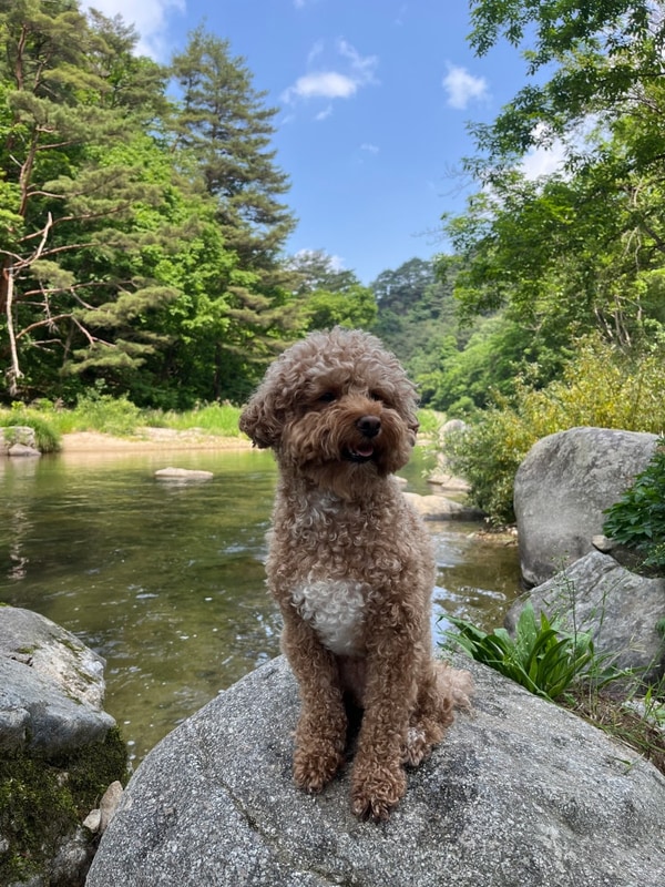 [강원도 인제군]'인제 스테이밸리 캠핑' P1 두가족존 내돈내산...